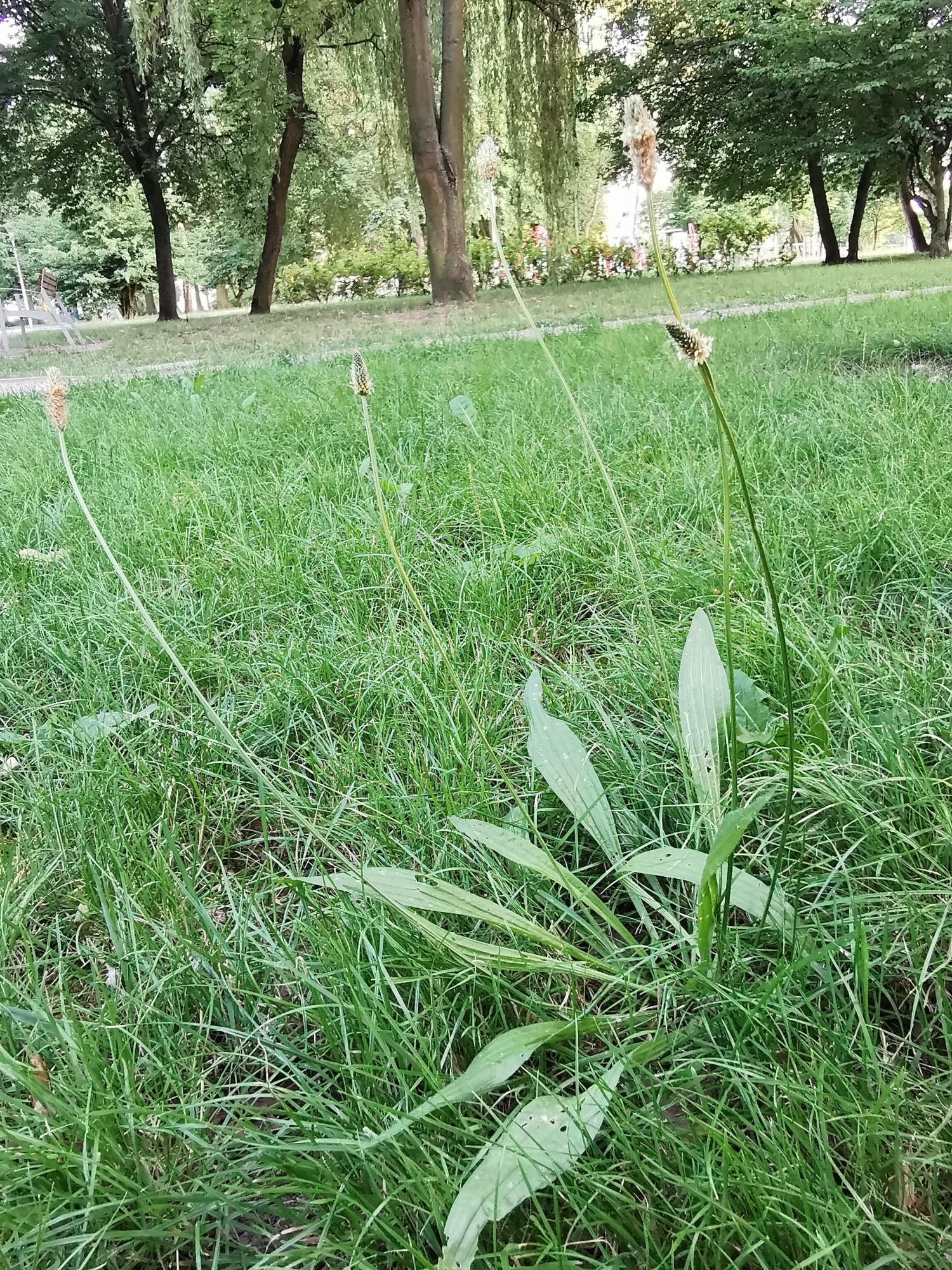 livebirdspoland_97d8707e5a74f9abf0719ad029d4f369.jpg