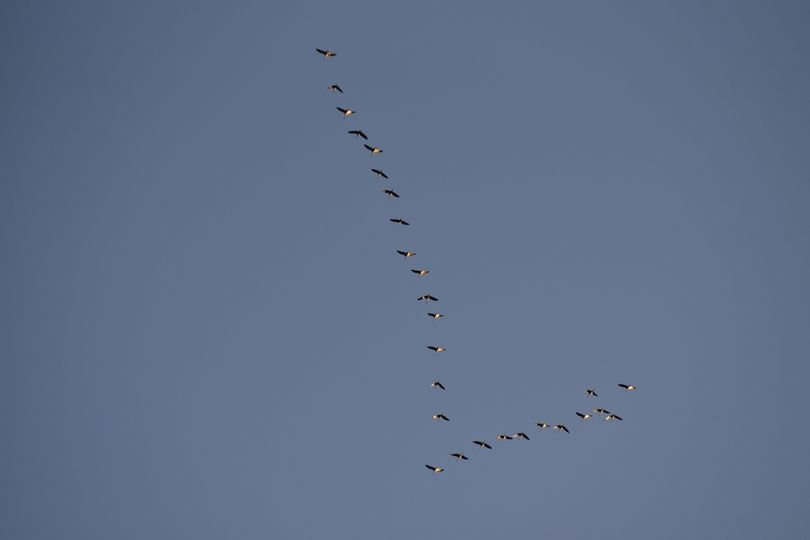 livebirdspoland_74b66af79702df0f166dd18601355678.png