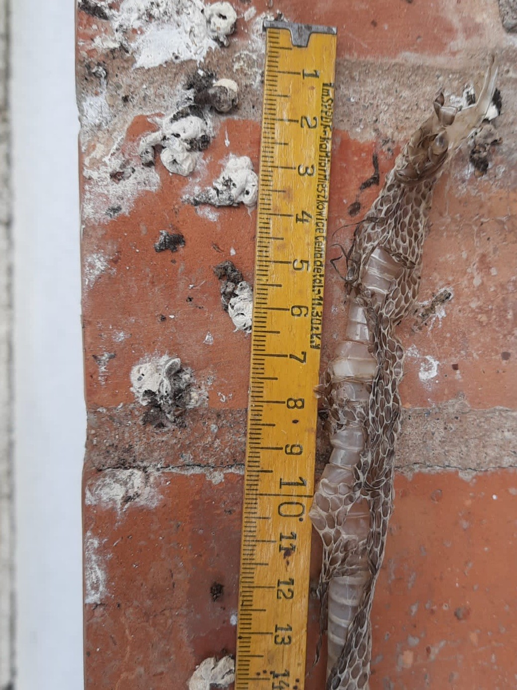 livebirdspoland_f6d34b82556112c0d510cdad45150909.jpg