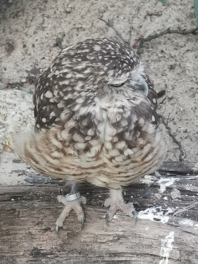 livebirdspoland_b5194429cdc7ad57362a706e37845daa.jpg