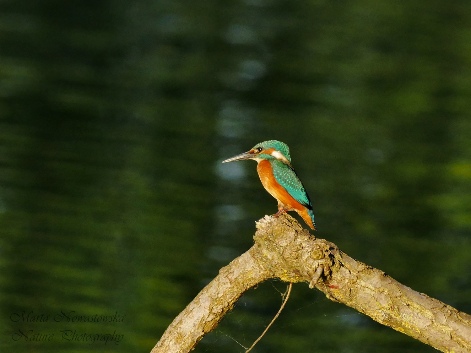 livebirdspoland_d567c5b401f508b776f998409492dc29.jpg