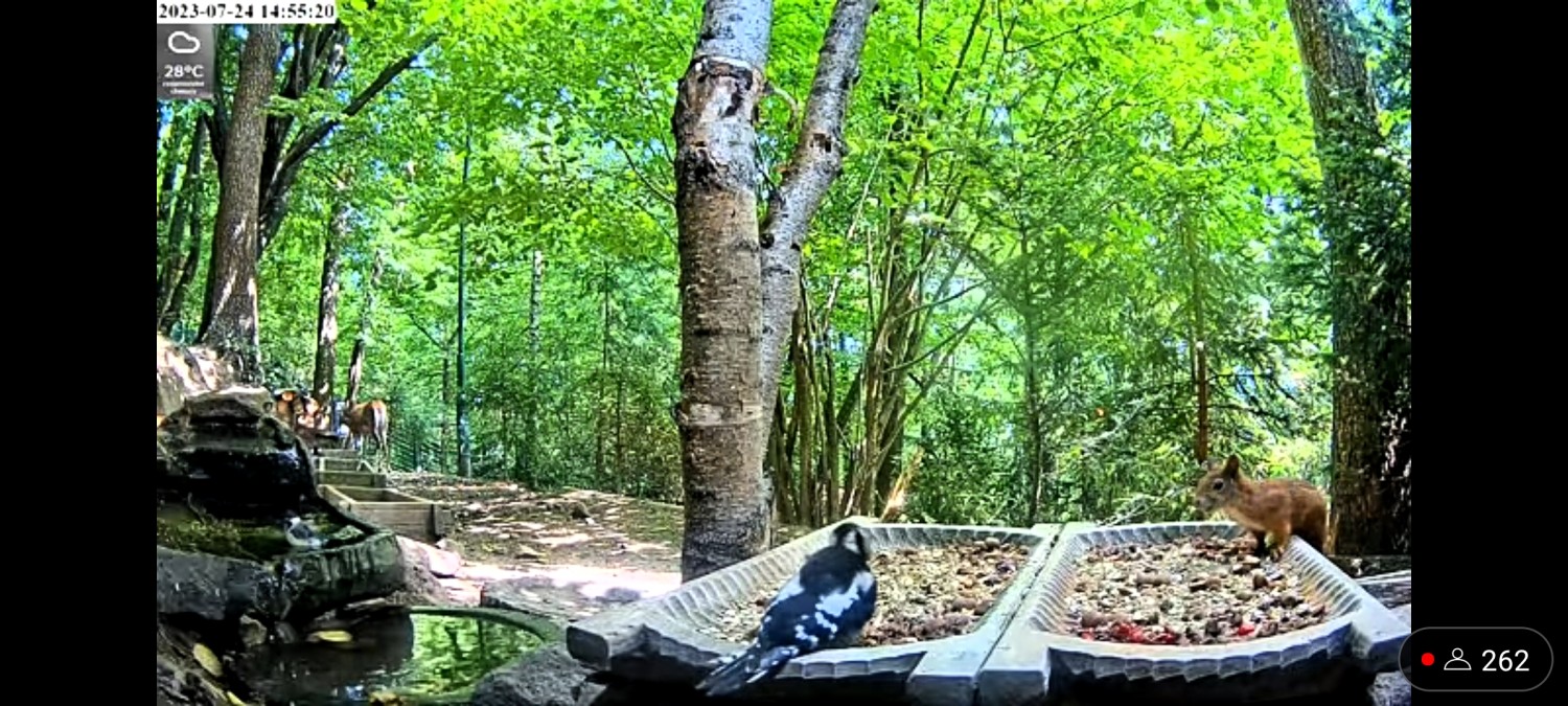 livebirdspoland_dcc4ea8b2becc66c2463001aa41e5d2f.jpg