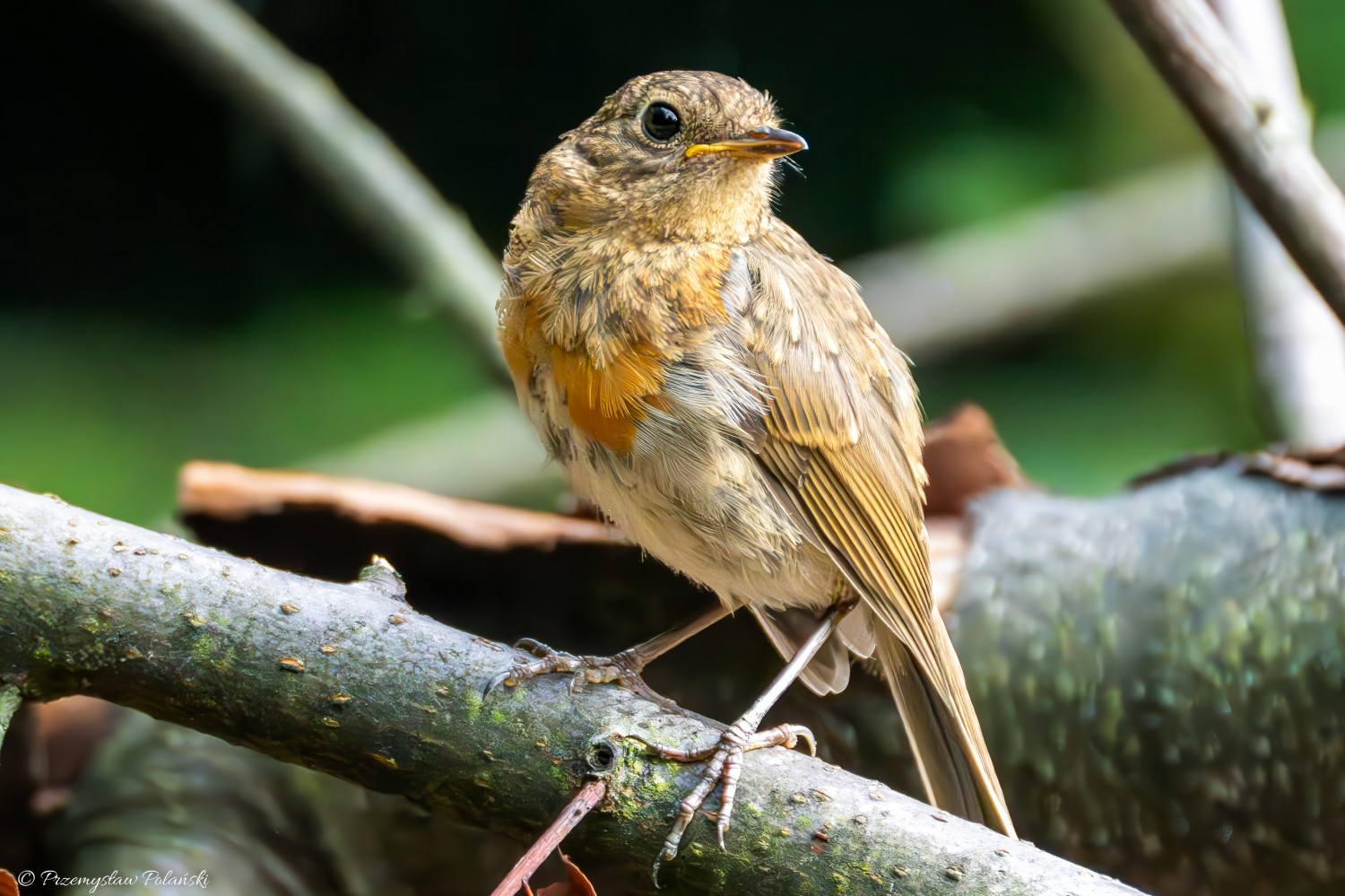 livebirdspoland_4915e4fb614666f1bfcd2ac397969b8b.jpg