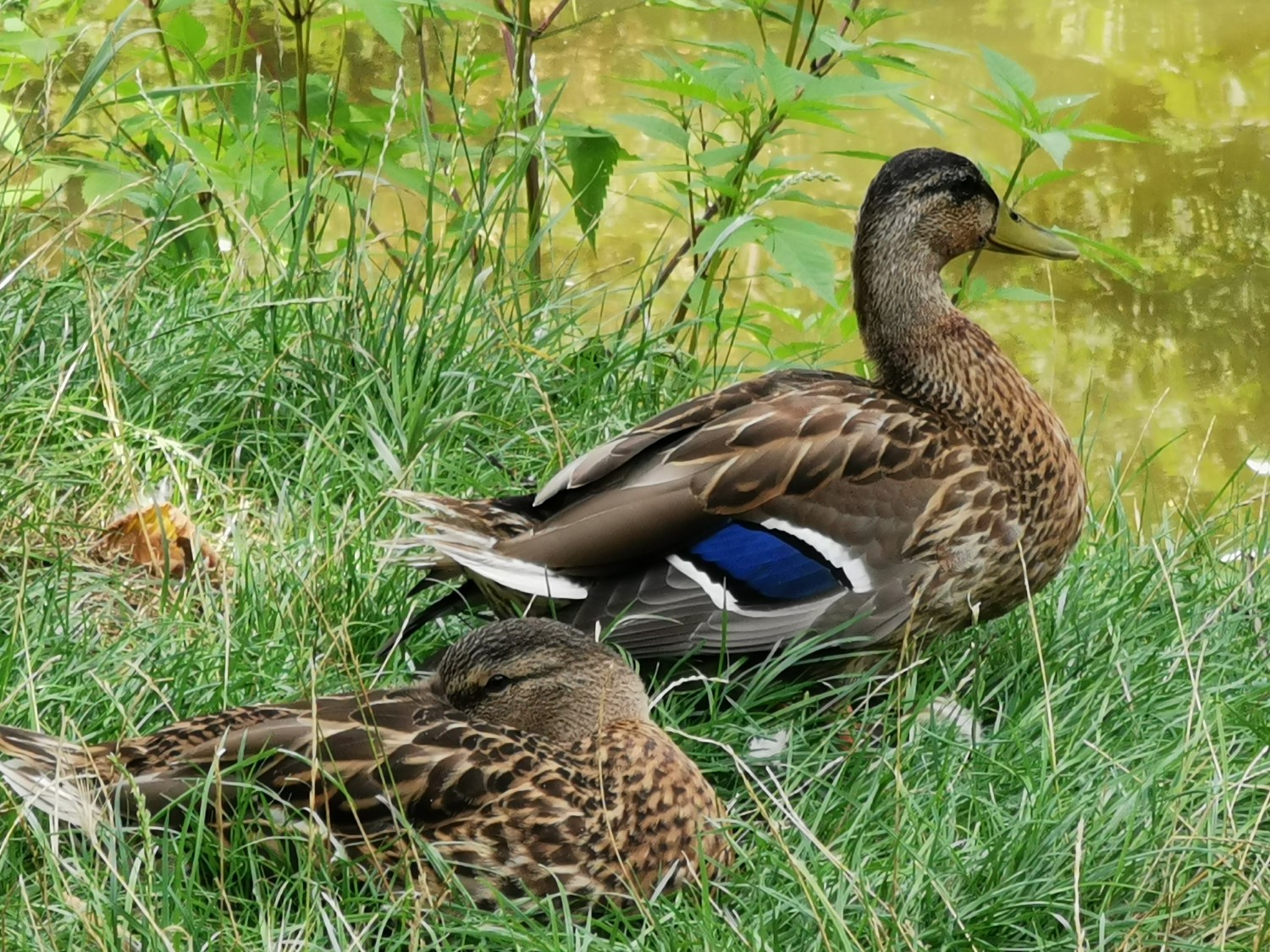 livebirdspoland_e28a4ca9f7297a592b78fa97ba85c035.jpg