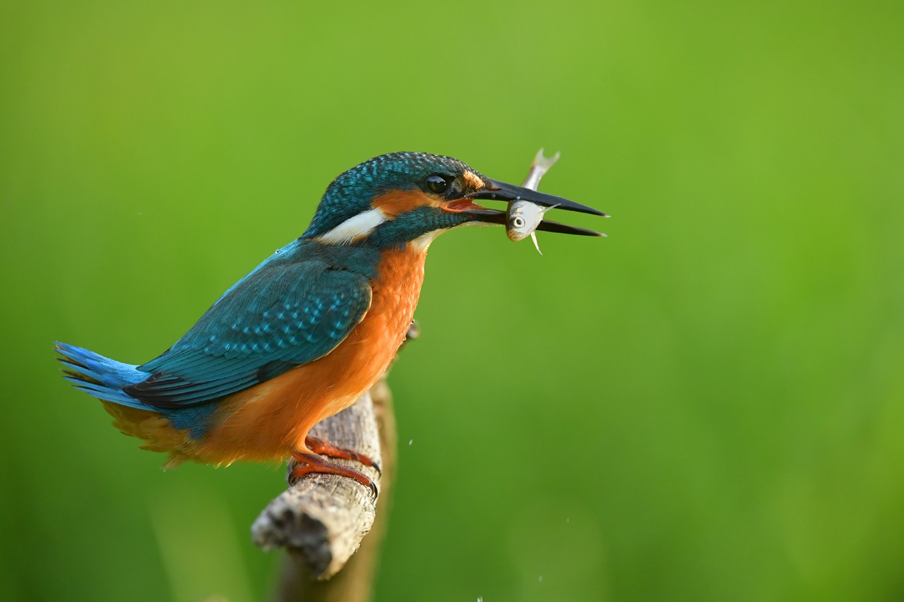 livebirdspoland_72450b08448f8f3f86c86657040053a5.jpg