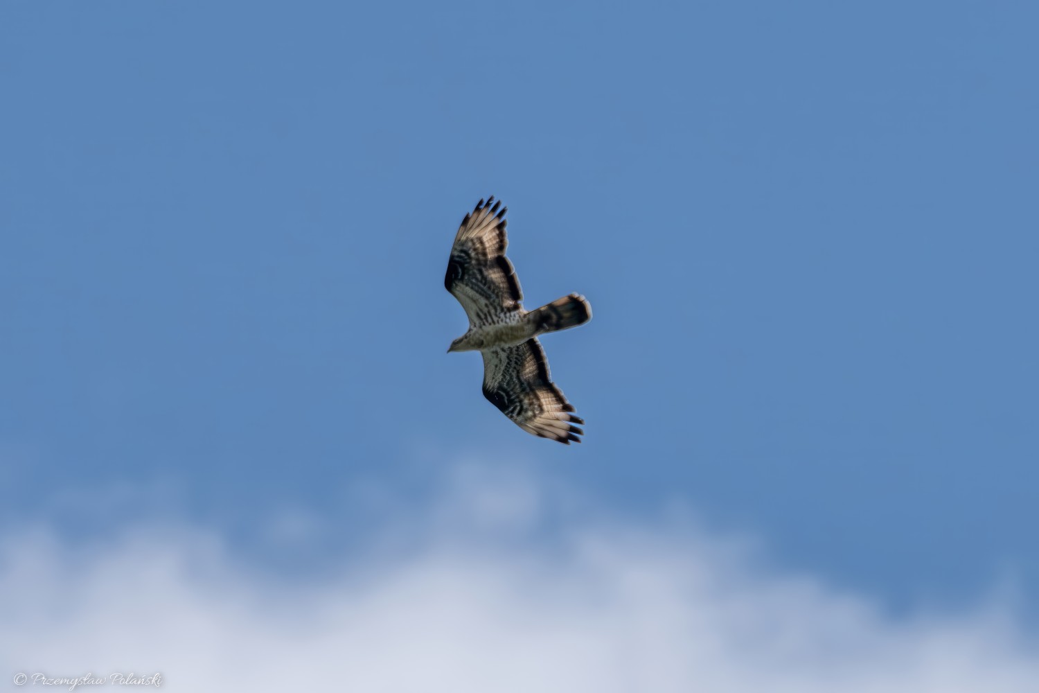 livebirdspoland_88b6a74f5a0ed7a31c08c49d954e29da.jpg