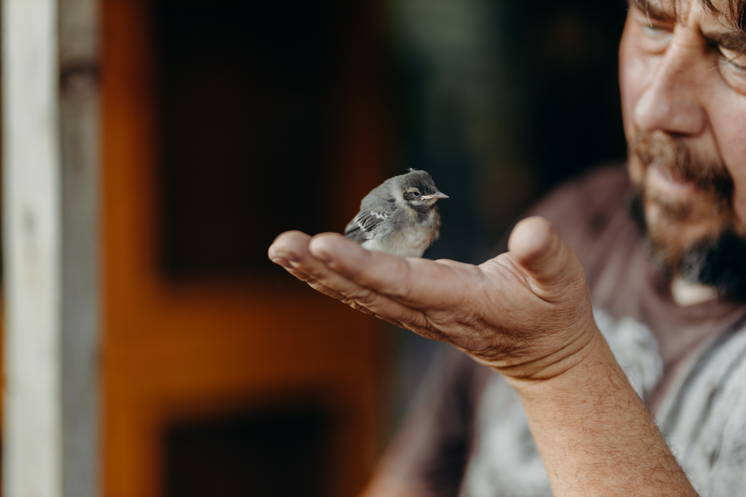 livebirdspoland_c8e1d8b4b9b95aa753931283d20b829c.png