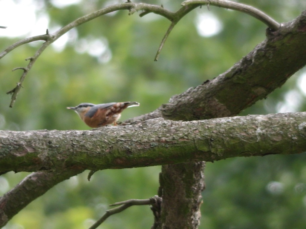 livebirdspoland_f89a73233ba10ed924cab0ff15206f44.jpg