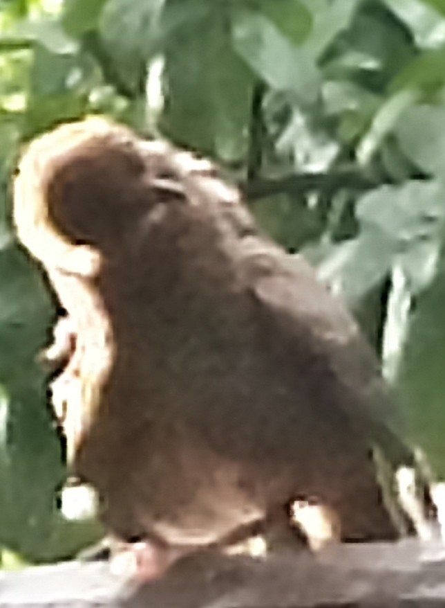 livebirdspoland_53014ca7b04485528411131a46e3f491.jpg