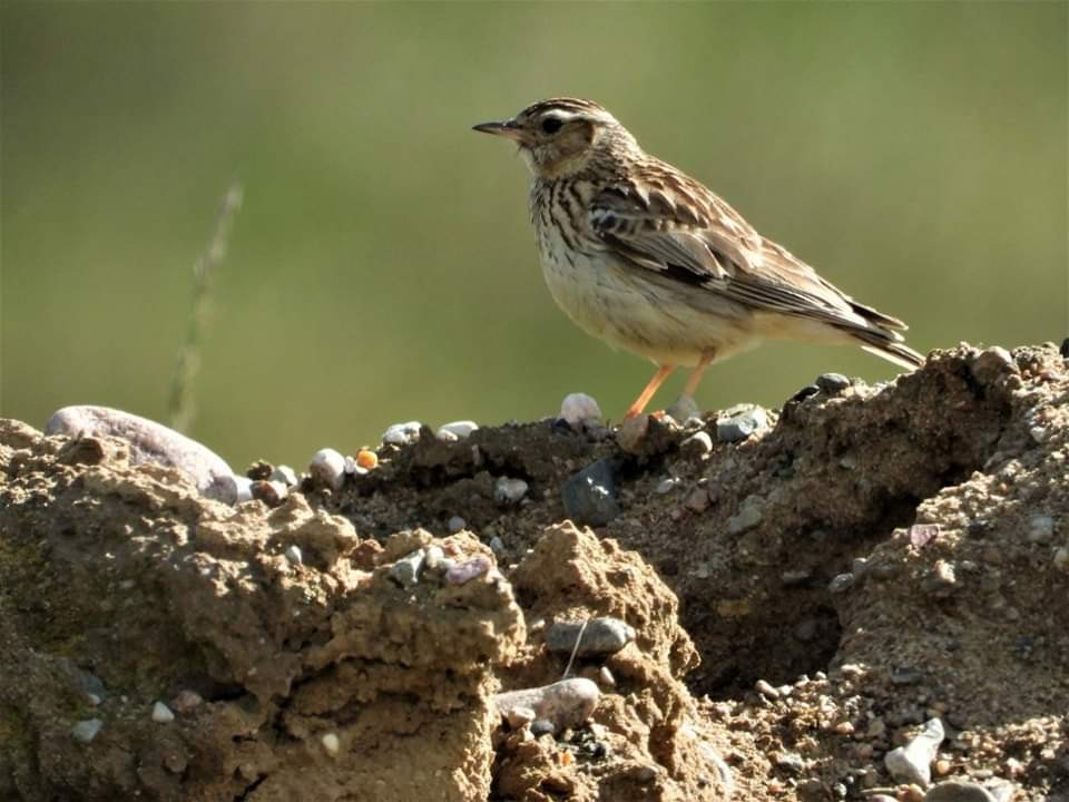 livebirdspoland_725a9e9f9c7e60725623ca9b87459224.jpg
