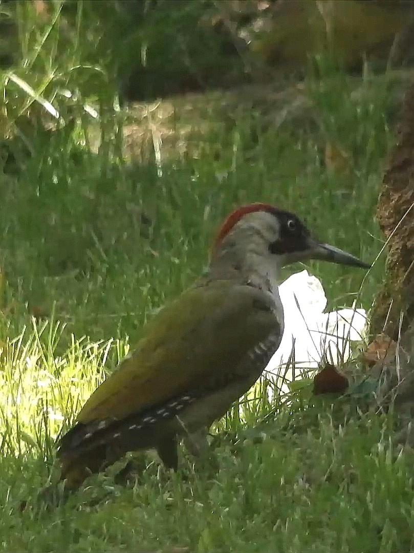 livebirdspoland_2fa7d5cd7b54cff96d55c92cc96c6033.jpg