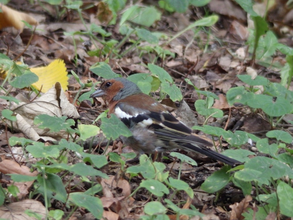 livebirdspoland_ca12c6909bd812b858525a63ceb5225a.jpg