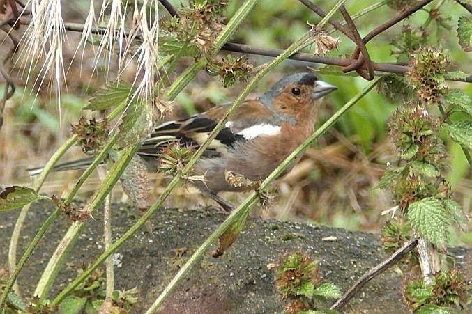 livebirdspoland_5fe098671b5904ea7f7e8ff29676dd23.jpg