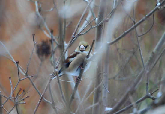 livebirdspoland_18b722e4d4b0006cc70b9079fb5e3583.png