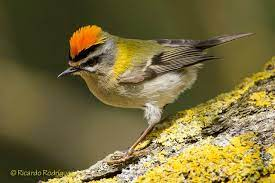 livebirdspoland_479aeaebcbdb8020693341243bea9296.png
