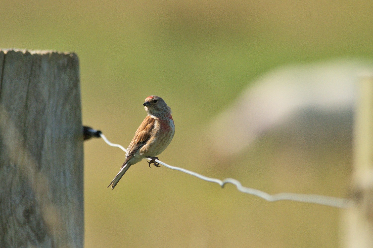 livebirdspoland_708247850b1cc6af31f94d4b6b207868 (1).jpg