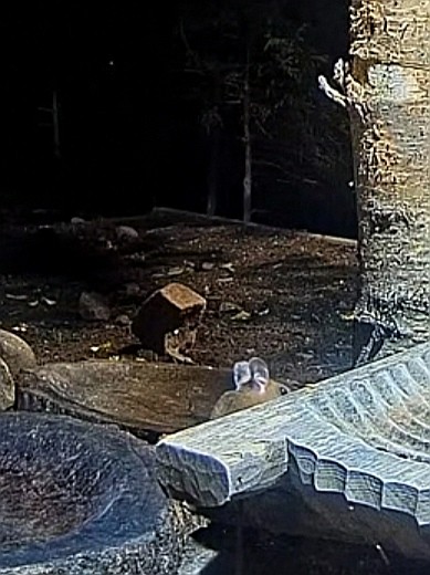 livebirdspoland_105653966606235c7b4a0554486cf9d2.jpg