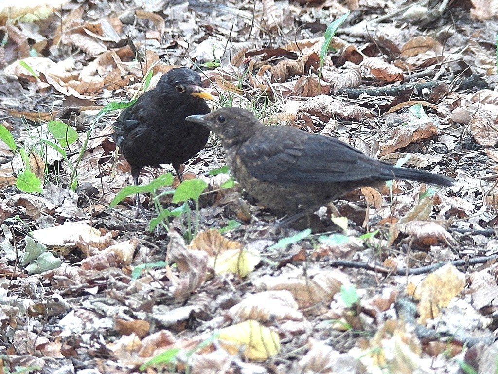 livebirdspoland_5dd6acb5a7b7ef51367faca35a594703.jpg