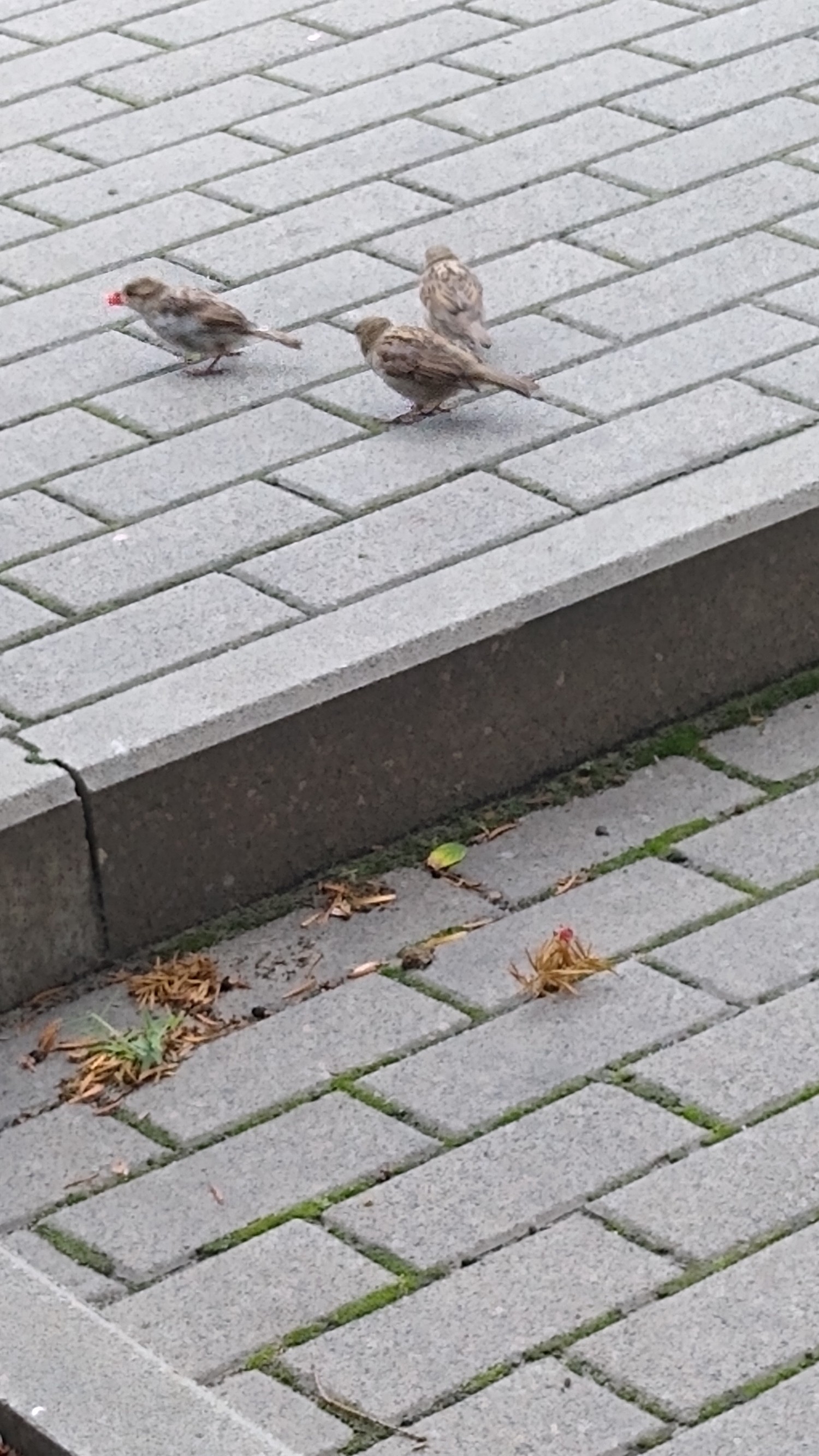 livebirdspoland_dc318d58109e63dfd4c8ada6e0440137.jpg