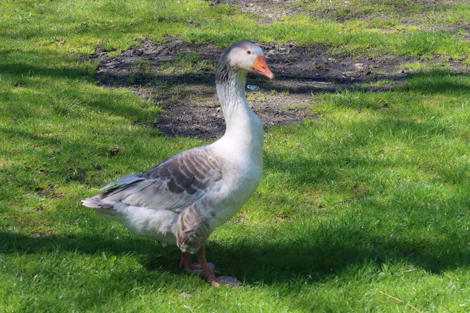 livebirdspoland_83d42cf049efab4d1a4f31c148c8cab0.jpg