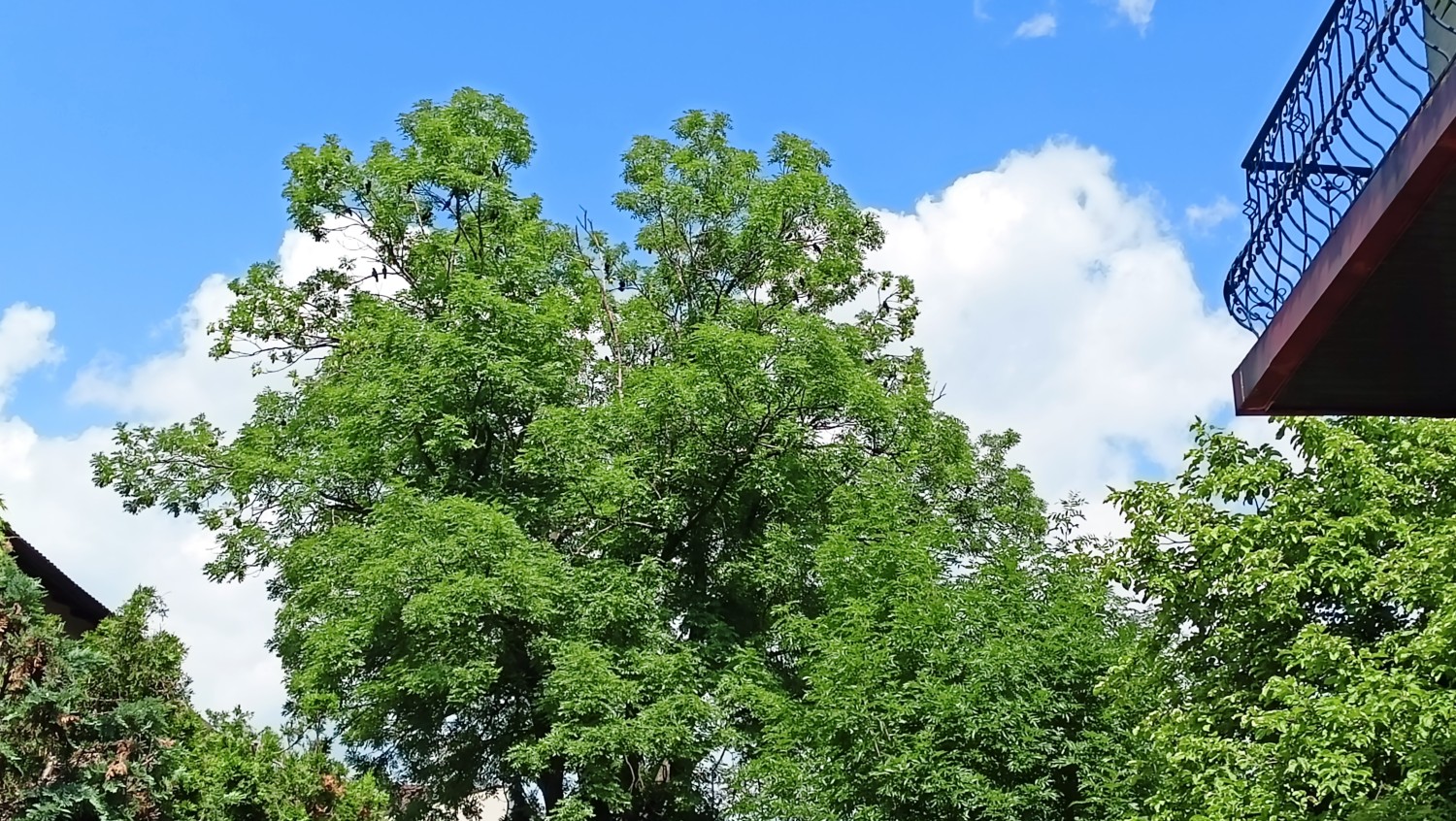 livebirdspoland_8788bf9480ce61ebdb1bfb3368b0e9dd.jpg