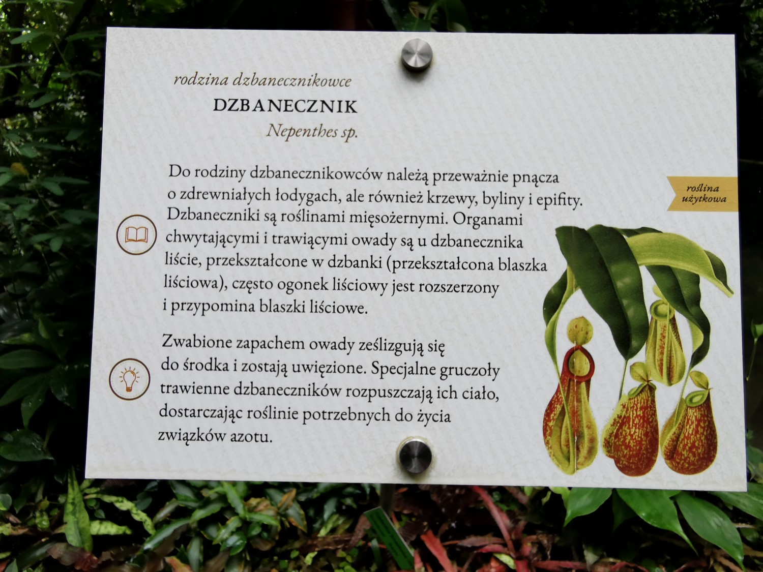 livebirdspoland_e9fa45d0589b6240a80d2ce48546d77f.jpg