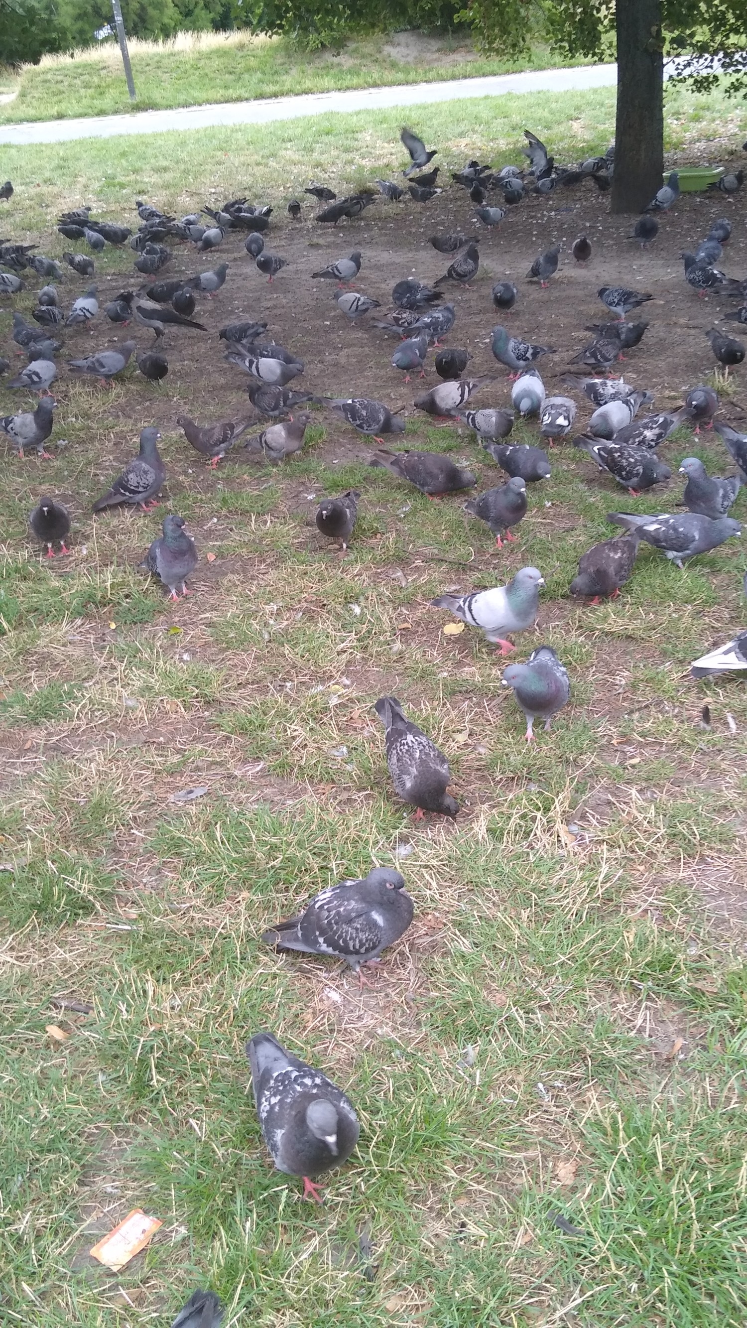 livebirdspoland_8c115b375ca7716d32b600ccc86a969b.jpg