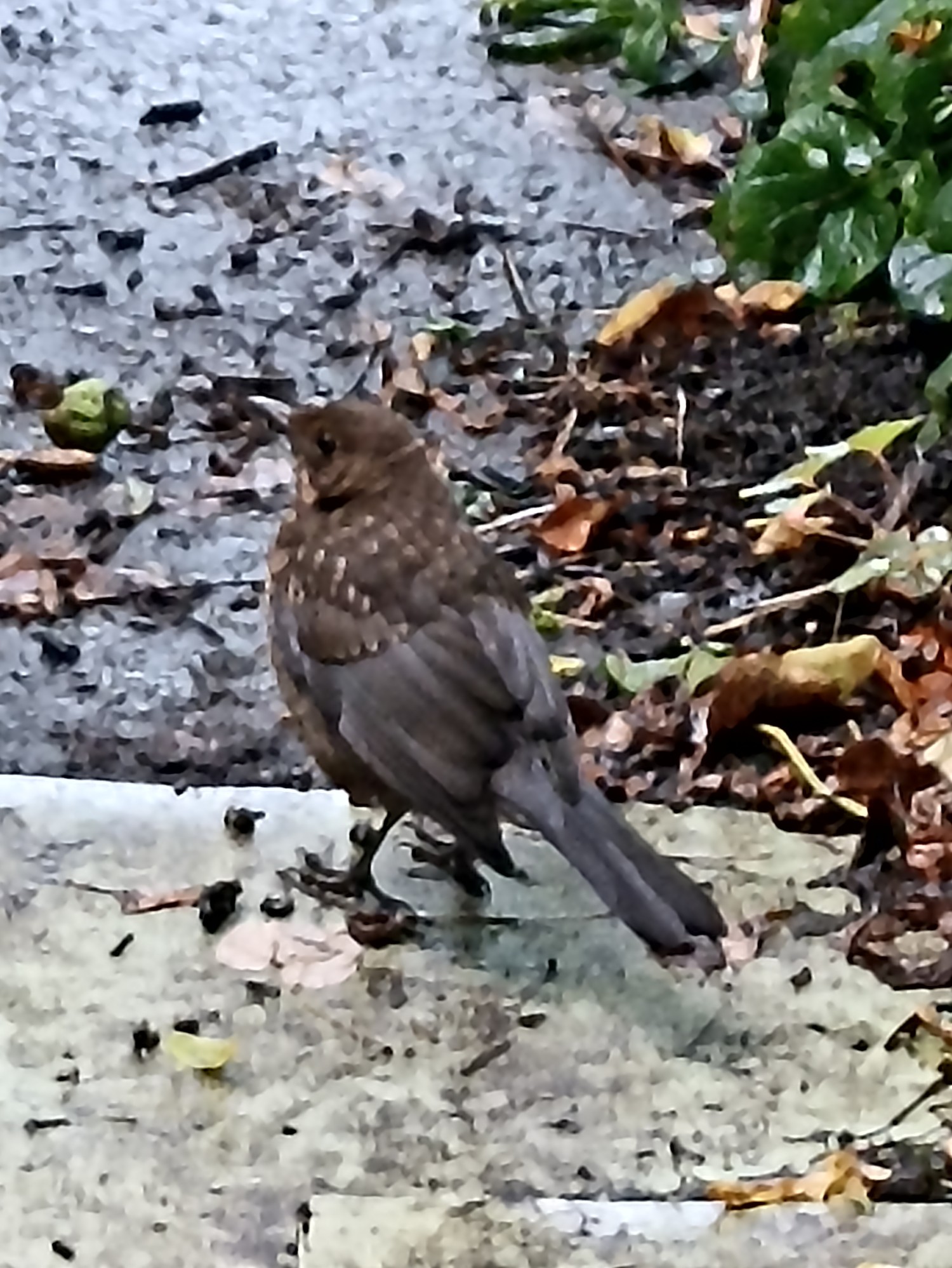 livebirdspoland_cfe22d6075d62f660f3ca14f222f5944.jpg