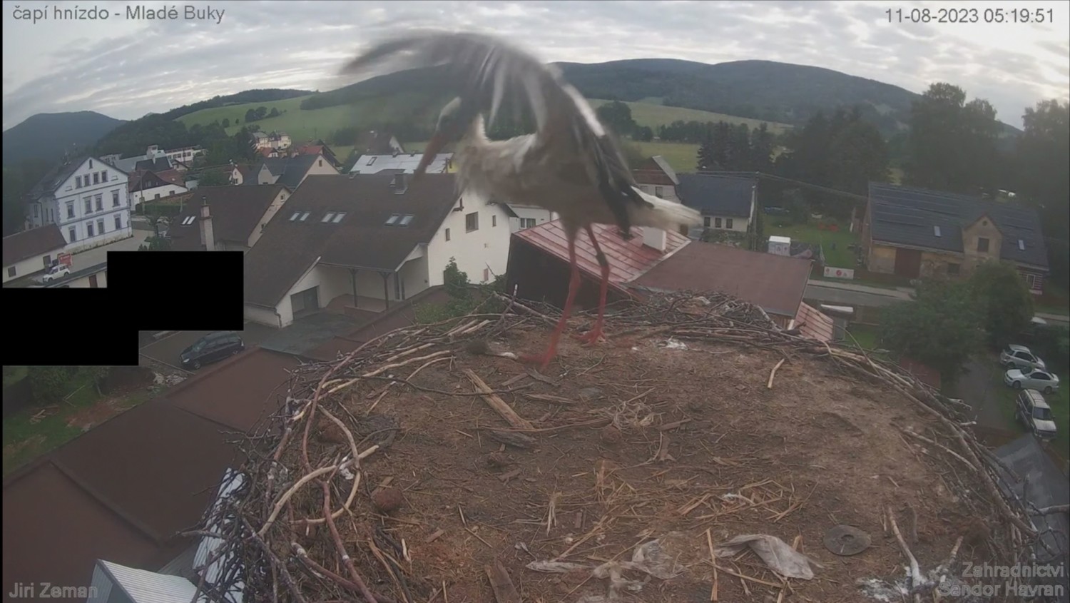livebirdspoland_dba0632cfab96045e885b9ff3fc2844b.jpg