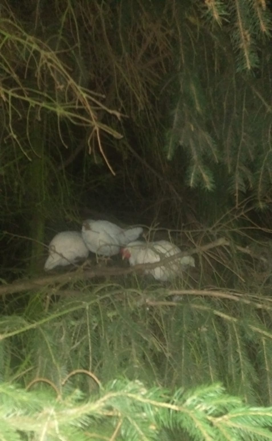 livebirdspoland_70a332ec168e49e9c905b41a36c4a826.jpg