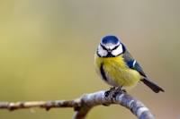 livebirdspoland_863ef266fd57d01475ed2f9848ca0ba0.png