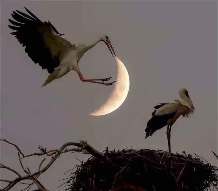 livebirdspoland_dddba611ec843a9c79efd91881c60155.jpg