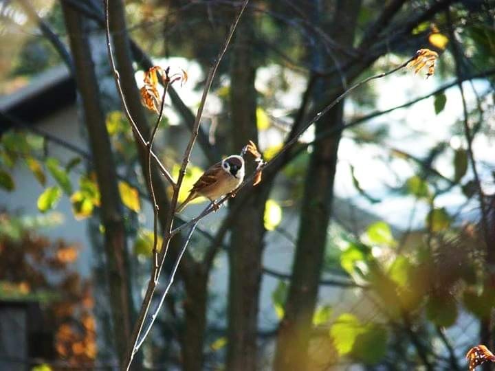 livebirdspoland_060382e051392a63b7b5006cab48c6a1.jpg