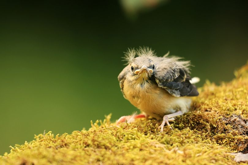 livebirdspoland_7f238d54a2d1a37aa2e914b99f671b19.png