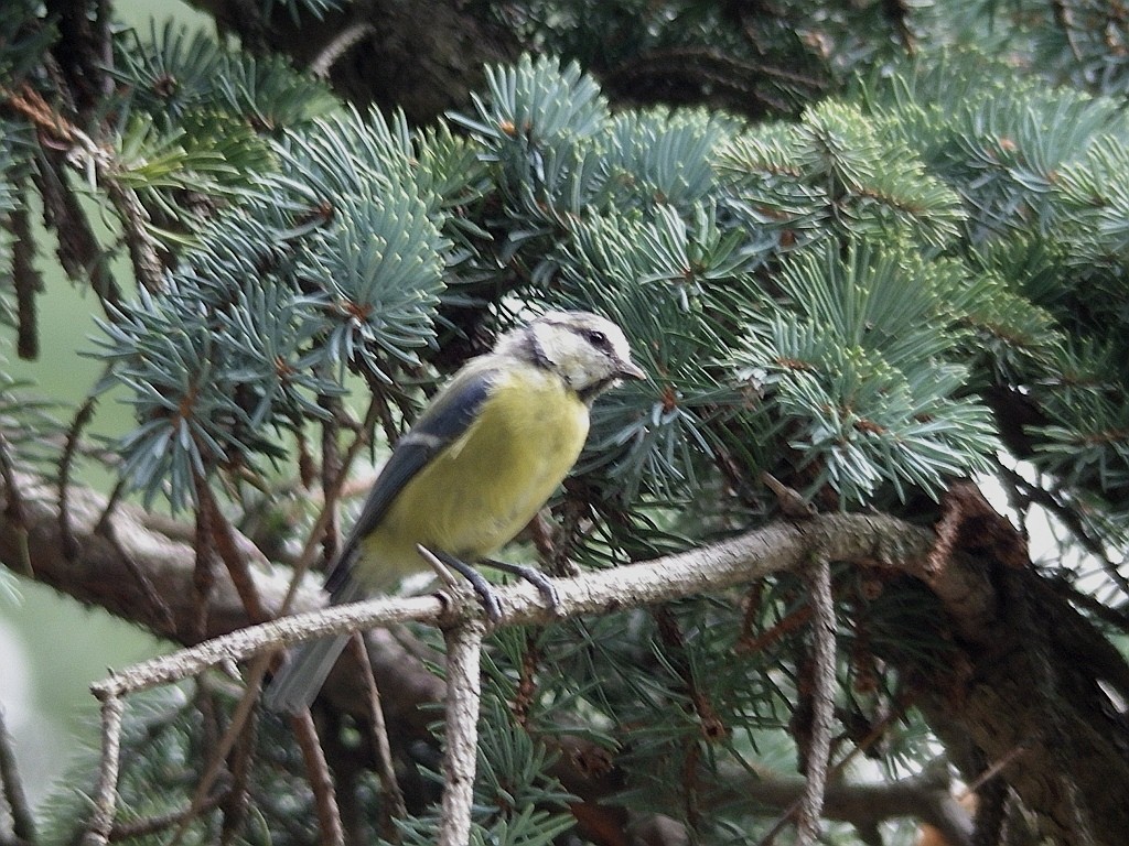 livebirdspoland_e0636c9ba67562821a45d850140303f8.jpg