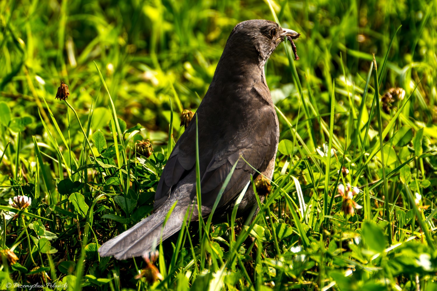 livebirdspoland_e9f9f72e54146ed0ce6406d38e127c1f.jpg
