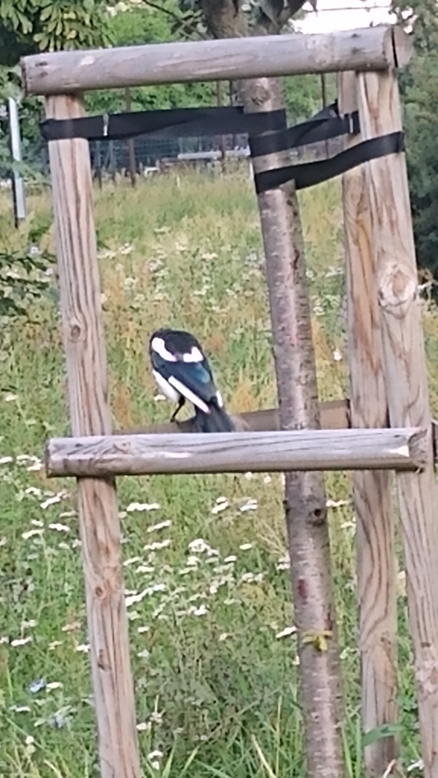 livebirdspoland_b20d21e240ec655f5414c3eeba11b420.jpg