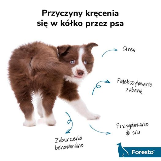 livebirdspoland_068f65289d111ad08032bd1b8d1d52f9.png
