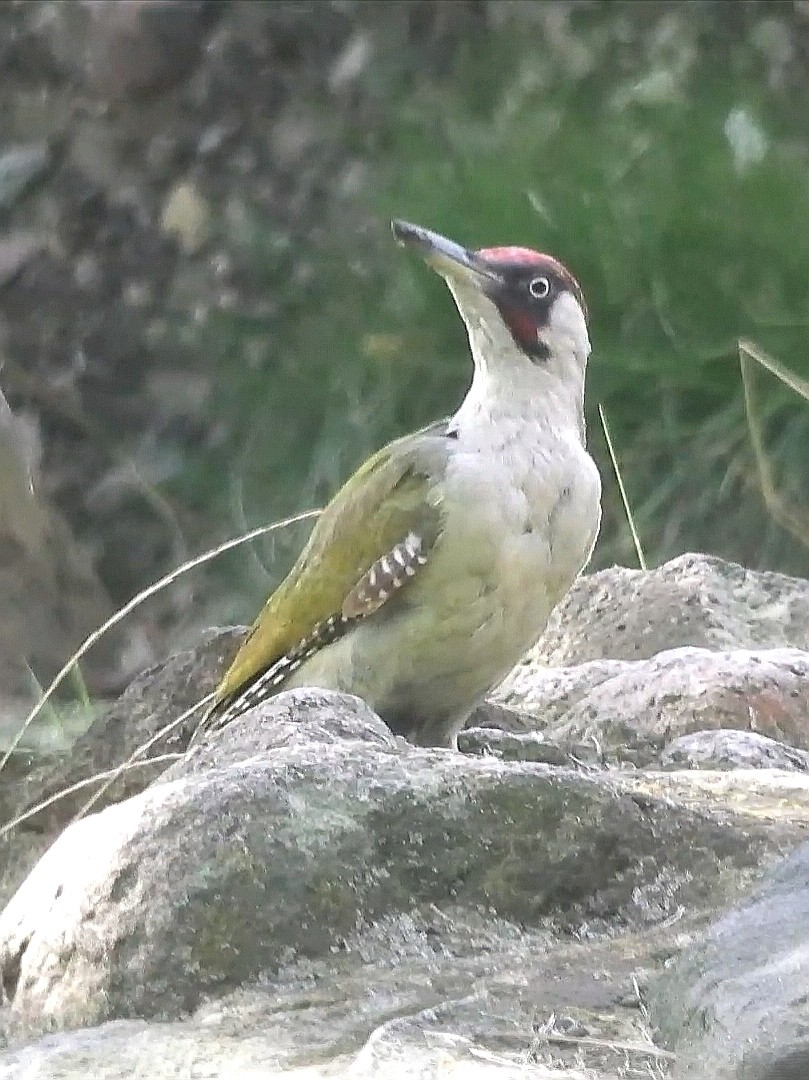 livebirdspoland_5a7273c5520050f1b15e137f89726b24.jpg