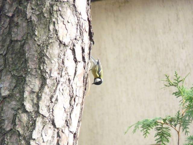 livebirdspoland_3d70eb00c81f2c7912620b6ebdff468a.jpg