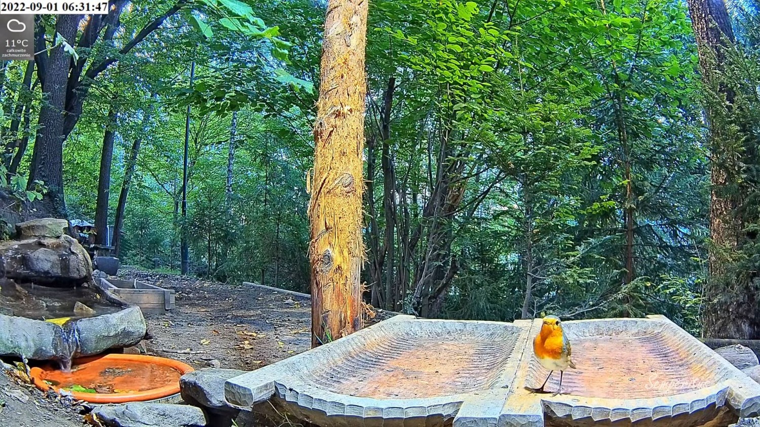 livebirdspoland_36d94e0295ebbeb1f3595ce3c062e249.jpg