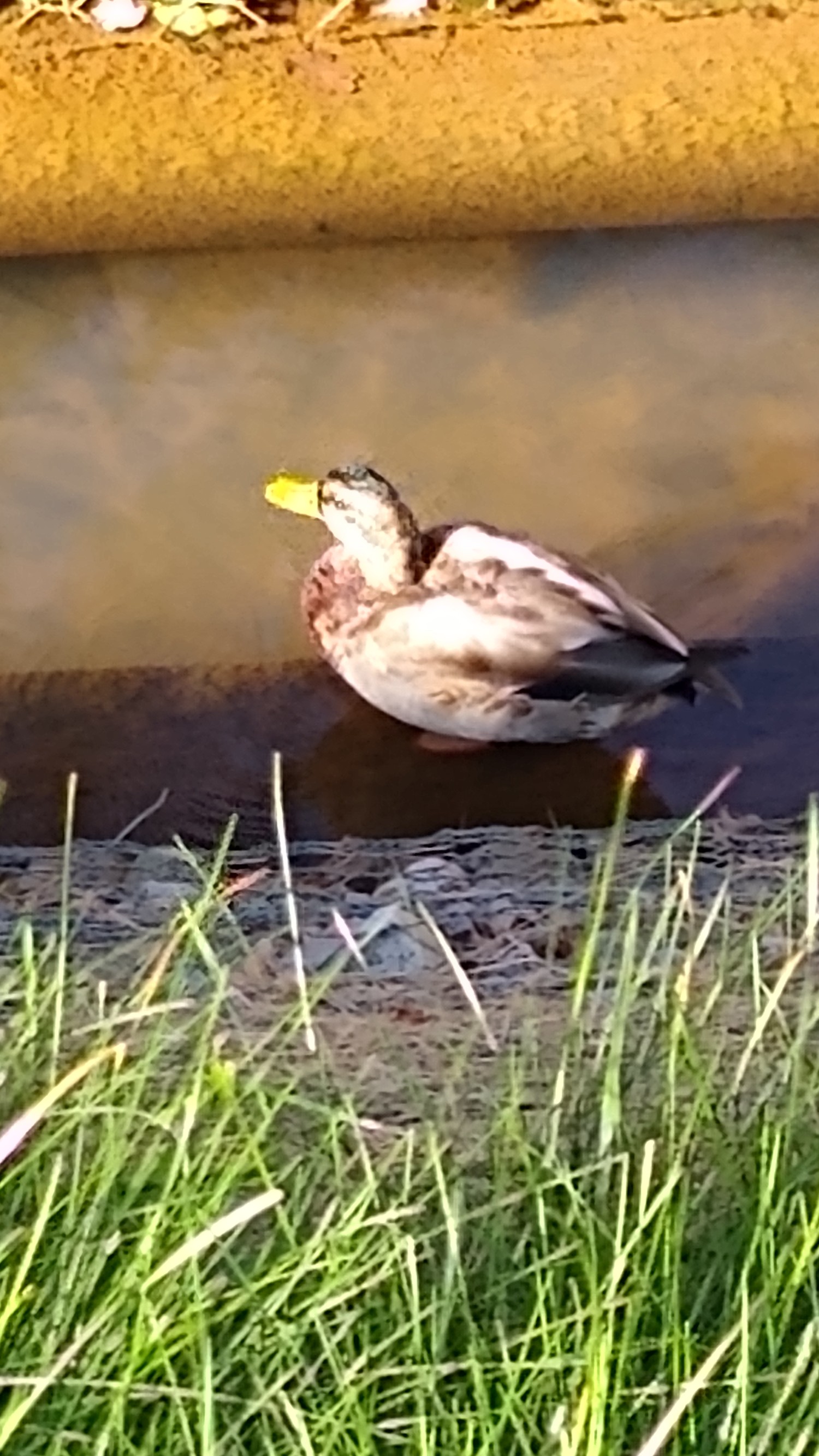 livebirdspoland_e003598f8f385d56f0a6a7a33abd5dd8.jpg
