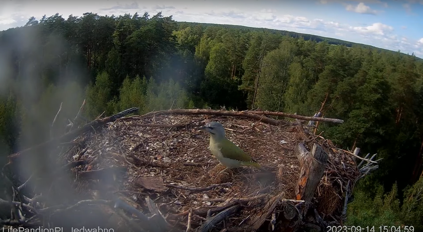 livebirdspoland_a4cf078922f472827e9f5135f5f3f374.png
