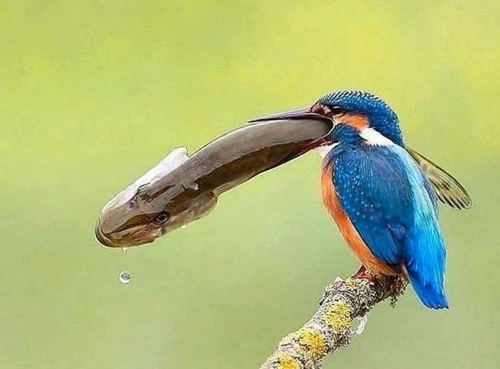 livebirdspoland_0fb4a720206ca8aa9da27cc3cc0982fd.jpg