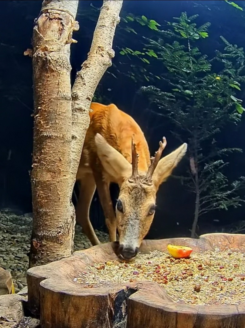 livebirdspoland_9fe2c305d03f24c744890875d382396e.jpg