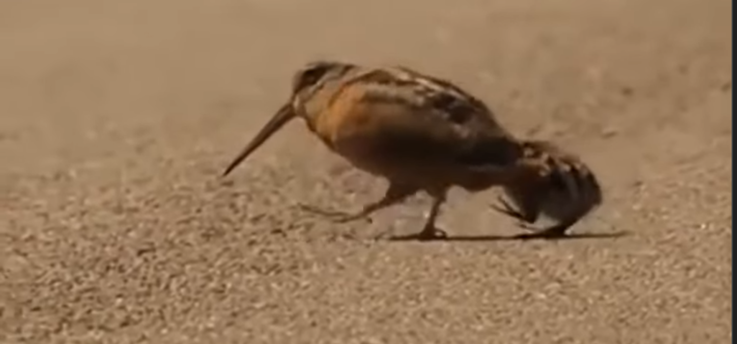 livebirdspoland_3bdfb94bdf60599bfa81e74207fc46ed.png
