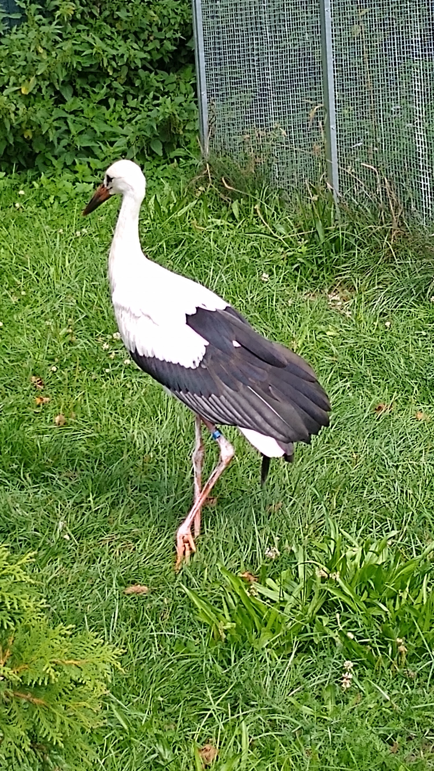 livebirdspoland_f2944eab285e50ac12bc8e1932068403.jpg