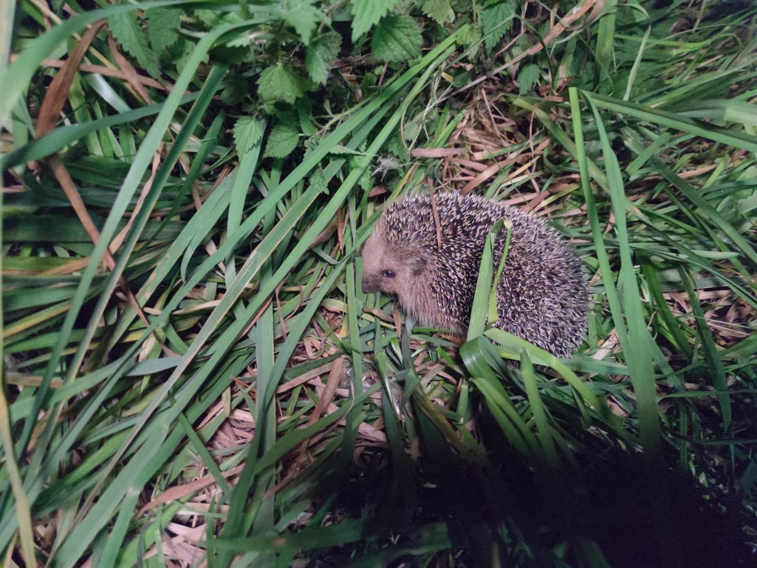 livebirdspoland_f20727a2b948de1901020fdc1447960c.jpg