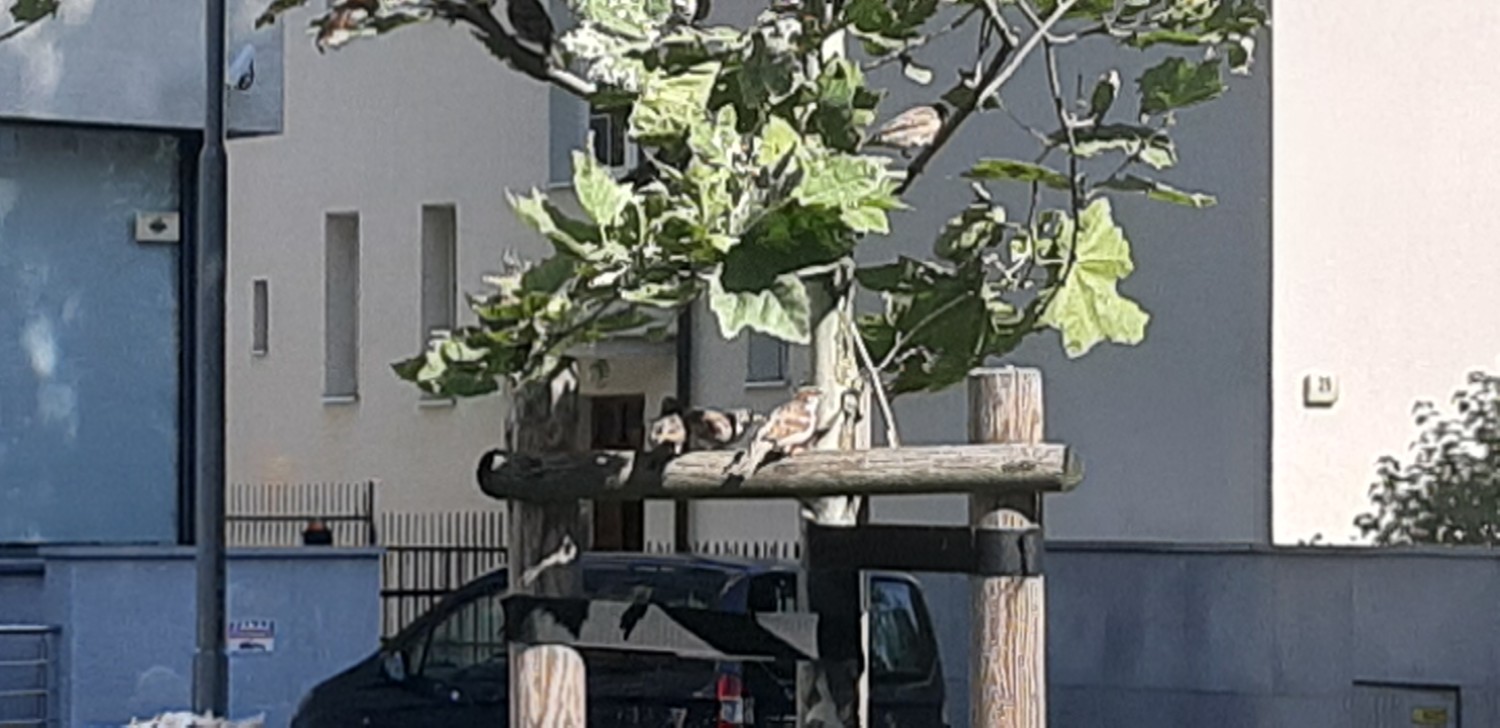 livebirdspoland_a3beae7ef07f9389a96ef7a7816cdfdc.jpg
