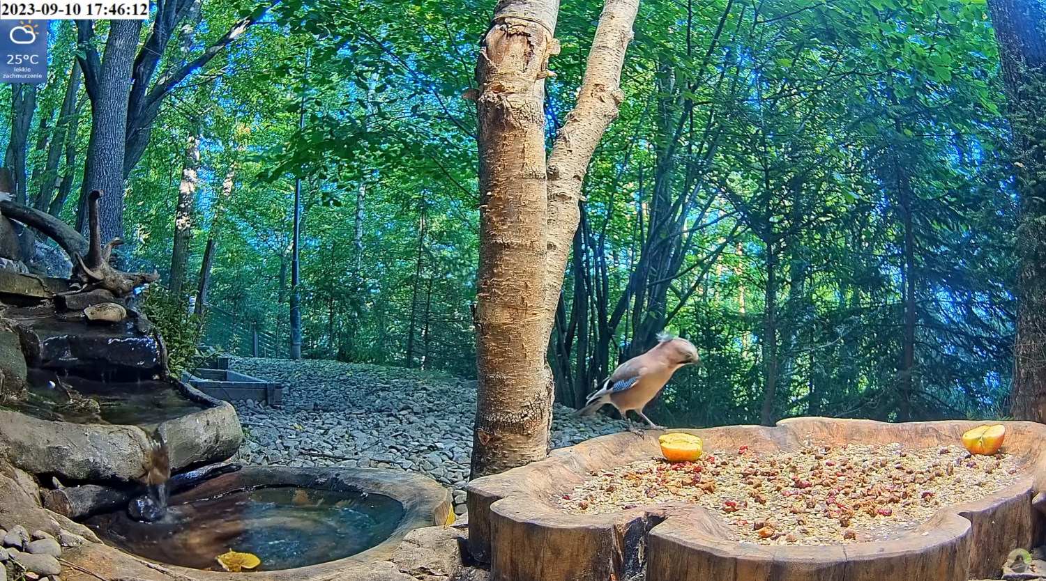 livebirdspoland_44636c61a89be6e0b7861230500c6167.png